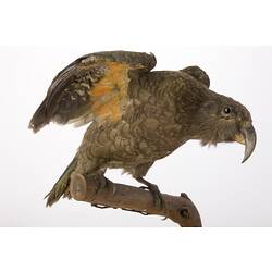 <em>Nestor notabilis</em>, Kea, mount.  Registration no. 55748.