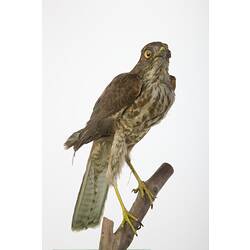 Taxidermied raptor mounted on branch.
