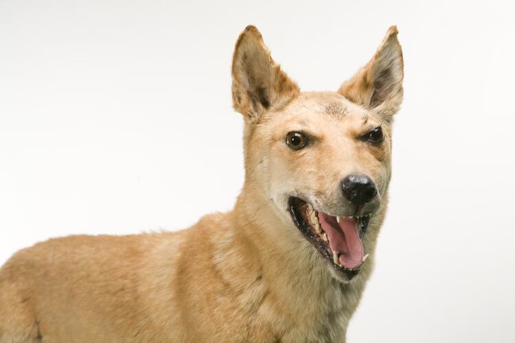 Dingo specimen mounted with mouth open as if panting.