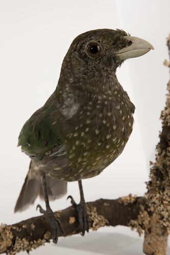 Taxidermied speckled bird specimen.