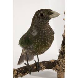 Taxidermied speckled bird specimen.