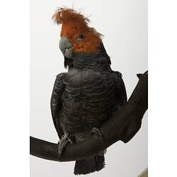 <em>Callocephalon fimbriatum</em>, Gang-gang Cockatoo, mount.  Registration no. B 21644.