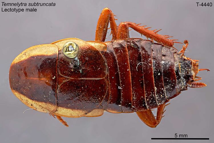 Cockroach specimen, dorsal view.