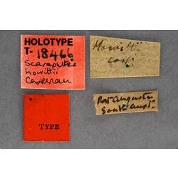 Handwritten specimen labels.