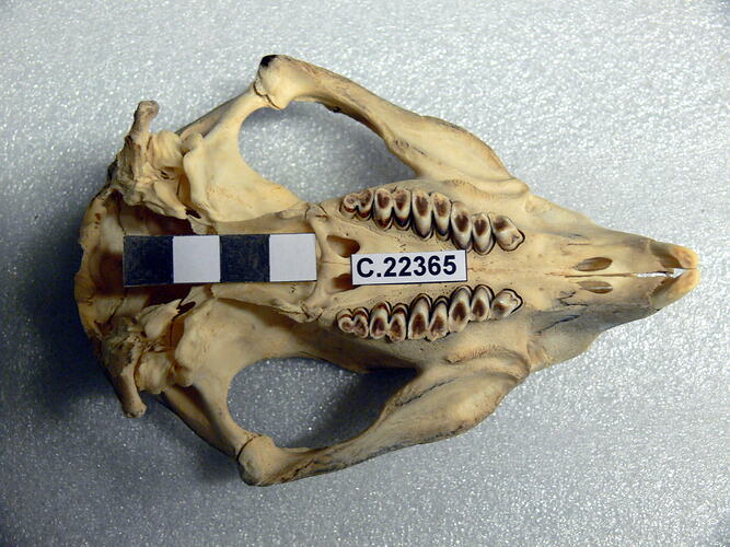Wombat skull, ventral view.