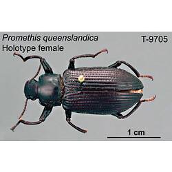 Beetle specimen, female, dorsal view.