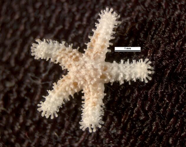 Dorsal view of small five-armed seastar with scale bar.