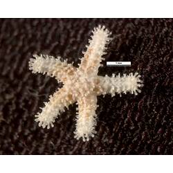Dorsal view of small five-armed seastar with scale bar.