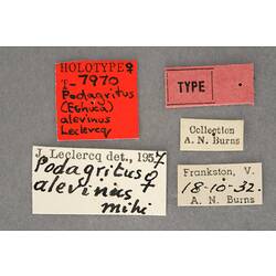 Entomology type specimen labels.