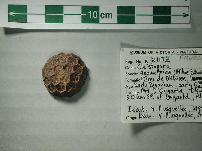 Round chunk of fossilised coral with hexagonal cavities.