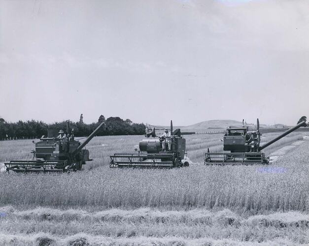 Three harvesters in wheat field.