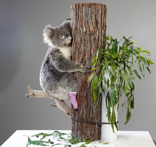 Koala specimen mounted on a tree trunk.