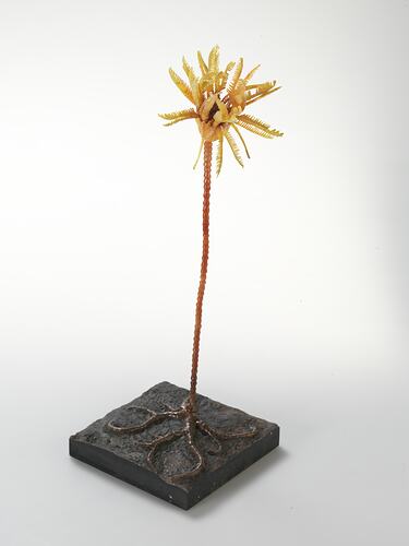 Crinoid model.