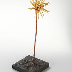 <em>Cactocrinus imperator</em> Laudon