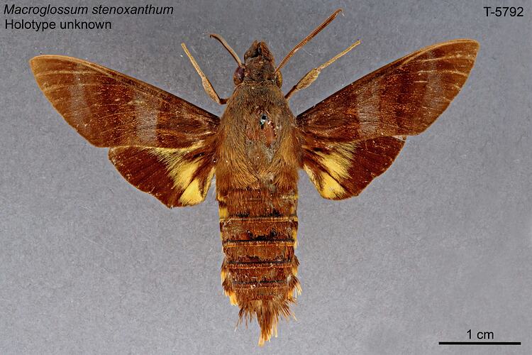 Moth specimen, dorsal view.