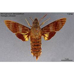 Moth specimen, dorsal view.