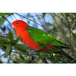 An Australian King Parrot perched in a tree.