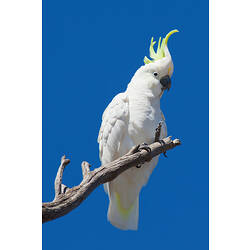 A Sulphur-crested Cockatoo perched at the end of a branch, against a bright blue sky.