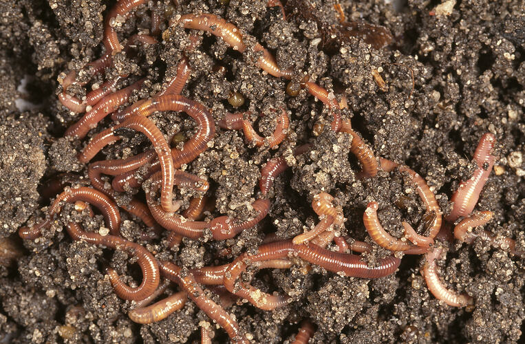 Many Earthworms tunnelling in dirt.