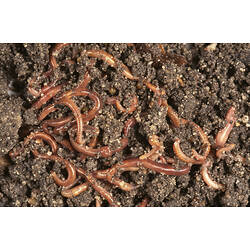 Oligochaeta, Earthworm