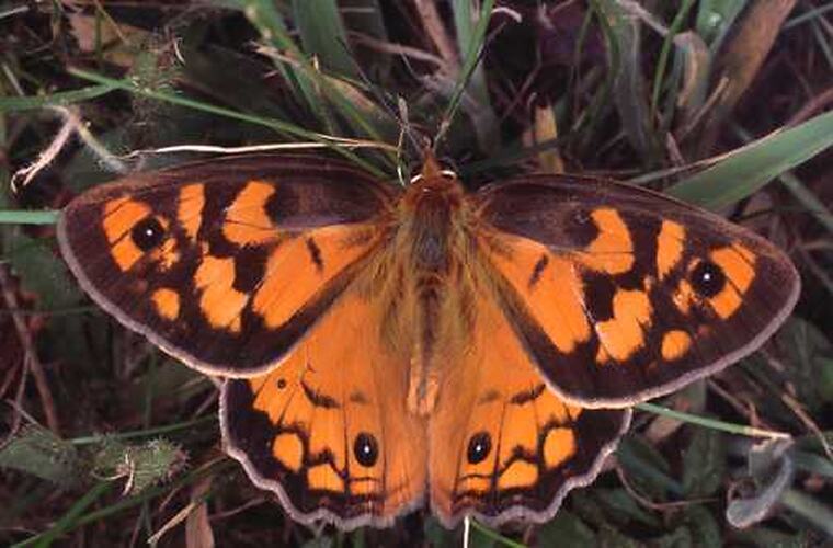 A male Shouldered Brown butterfly on grass.