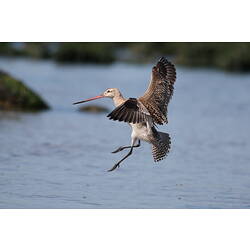 A bird, the Bar-tailed Godwit, about to land on the water.
