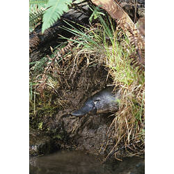 A Platypus emerging from its burrow in a riverbank.