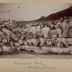 Photograph - Cormorant Rookery, Storehouse Island, Bass Strait, 1893