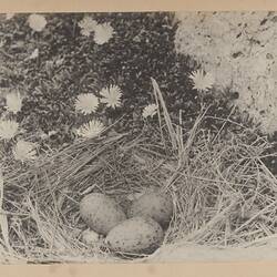 Photograph - 'Nest of Pacific Gull', Kent Group Islands, 1890