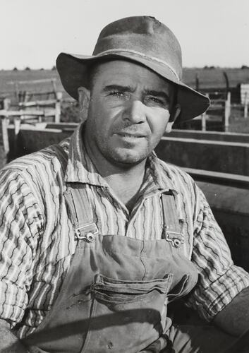 Photograph - Massey Ferguson, Cane Farmer, Queensland, 1960s