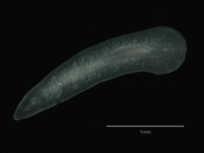 Family Prosthiostomidae, flatworm. Portsea Pier, Victoria. [F 172853]