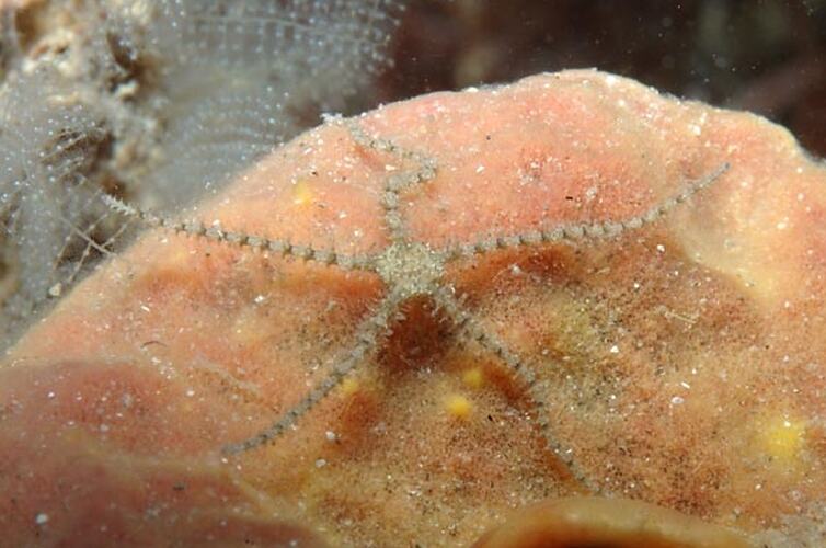 Brittle star on a sponge.