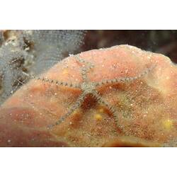 Brittle star on a sponge.