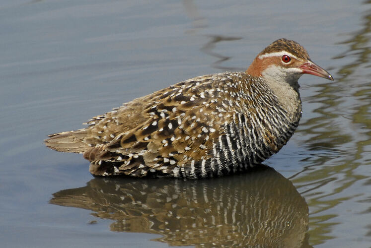 A Buff-banded Rail walking in shallow water.