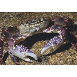Swift-footed Shore Crab on sand