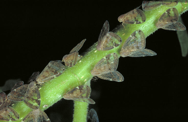 Passionvine Hoppers on a plant stem.