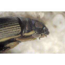 A close-up of the head of a Whirligig Beetle.