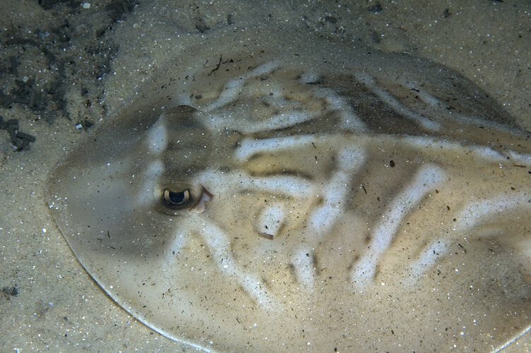 A fish, the Eastern Fiddler Ray, on sand.