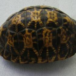 Tortoise Shell - Indian Star Tortoise (Geochelone elegans), Indian or Sri Lankan, circa 1880