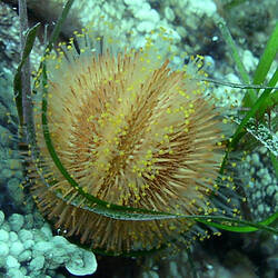 <em>Holopneustes inflatus</em> (Lütken, 1872), Seagrass Sea Urchin