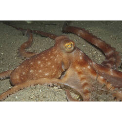 <em>Callistoctopus bunurong</em> (Stranks, 1990), Southern White-spot Octopus