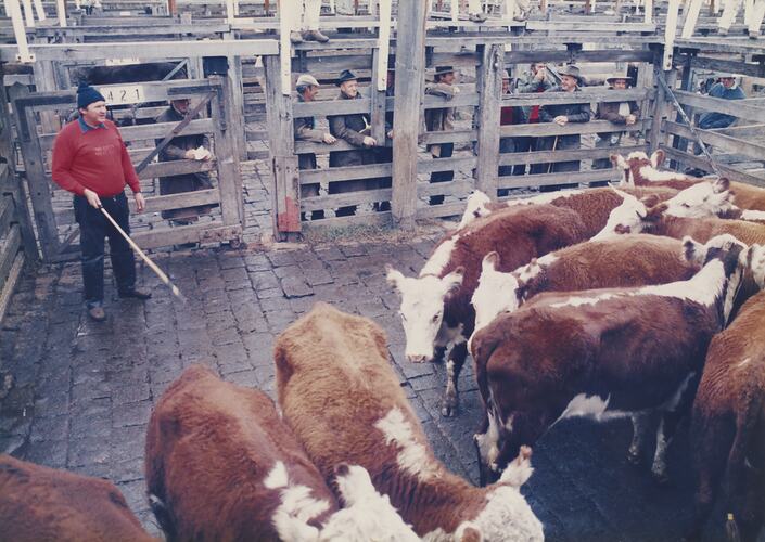 Cattle in Pens, Newmarket Saleyards, 1987