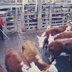 Digital Photograph - Cattle in Pens, Newmarket Saleyards, Newmarket, 1987