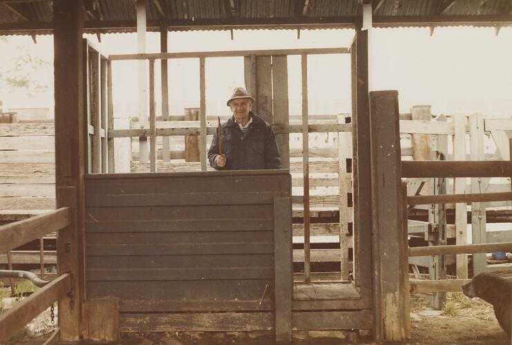 Dairy Cow Sale Ring, Newmarket Saleyards, Aug 1985
