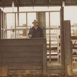 Digital Photograph - Dairy Cow Sale Ring, Newmarket Saleyards, Newmarket, Aug 1985
