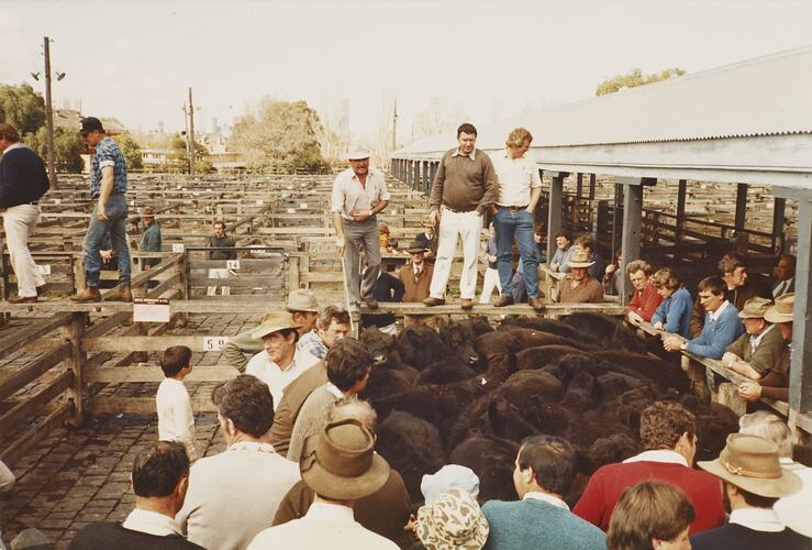 Cattle Store Sale, Newmarket Saleyards, Aug 1985