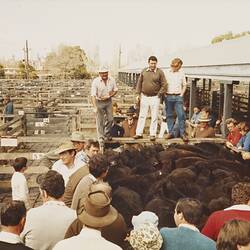 Digital Photograph - Cattle Store Sale, Newmarket Saleyards, Newmarket, Aug 1985