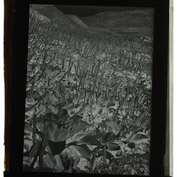 Glass Negative - Kerguelen Cabbage, Frank Hurley, Antarctica, 1929-1930