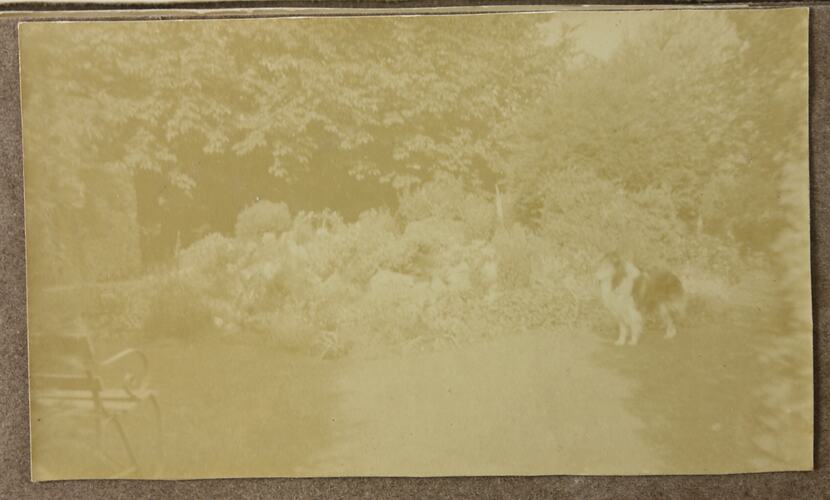 Photograph - Collie, Driver Cyril Rose, World War I, 1916-1919