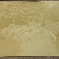 Photograph - Collie, Driver Cyril Rose, World War I, 1916-1919